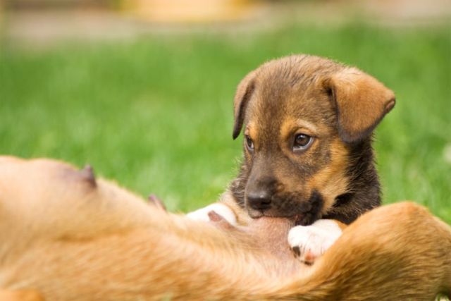 Tập cho chó con mới sinh không chịu bú ăn uống đúng cách