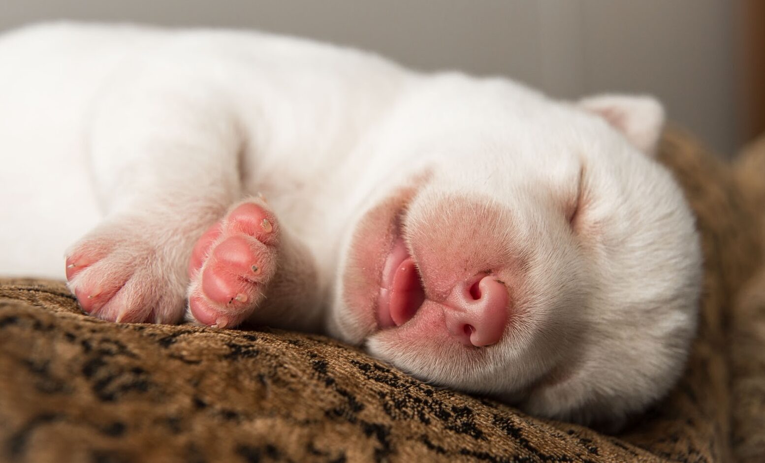 Chó con ngủ bao nhiêu là đủ? Ngủ nhiều có sao không?