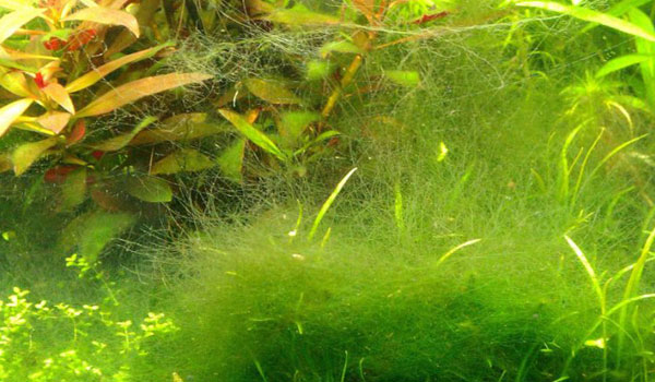 Bí quyết kiểm soát rêu tảo trong bể cá cảnh, hồ thủy sinh