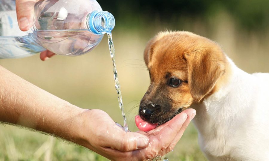 Hạ nhiệt cho chó uống nước