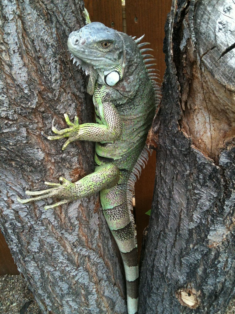 Rồng đất, hay còn gọi là tắc kè đất (iguan iguana)
