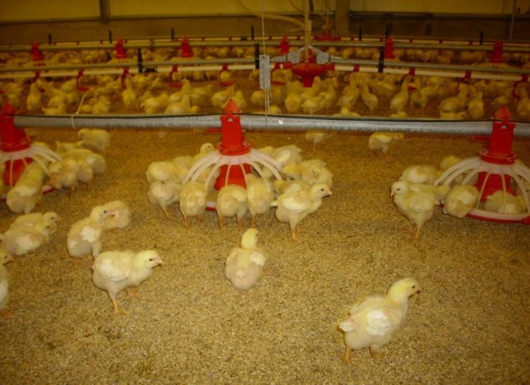 Phòng và trị bệnh bạch lỵ