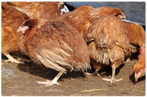 Đường lây truyền bệnh bạch lỵ