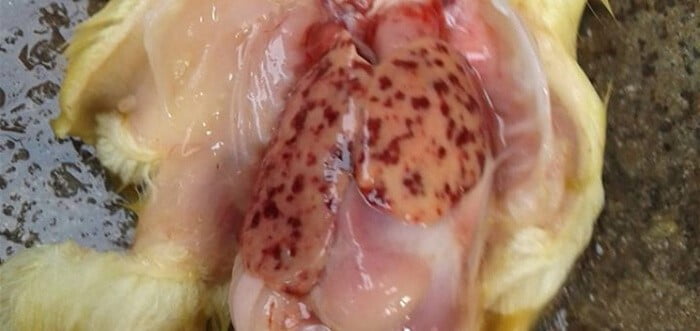 Bệnh tích bệnh viêm gan vịt