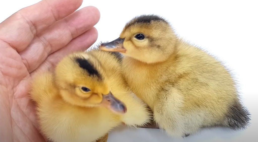 Bệnh viêm gan vịt và những lưu ý phòng ngừa, điều trị bệnh