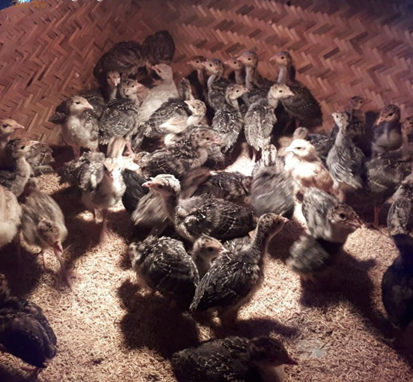 Chăm sóc gà tây con như thế nào để tương lai gà cho nhiều thịt?