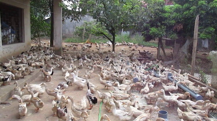 Chia Sẻ Những Kinh Nghiệm Về Kỹ Thuật Nuôi Vịt Trên Cạn