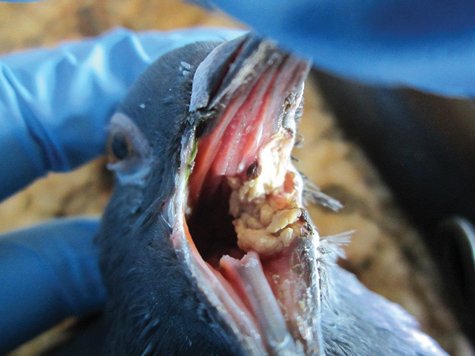 Bệnh bạch hầu được gây ra bởi ký sinh trùng Trichomonas gallinae