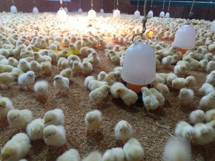 dinh dưỡng giai đoạn đầu của gà thịt