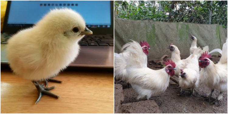 Giống gà ác thuần chủng Việt Nam.