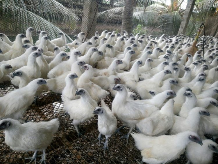 Gà ác có công dụng bổ can thận, ích khí huyết.