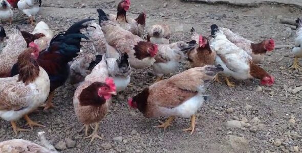 Cách Làm Chuồng Nuôi Gà Thả Vườn Tiết Kiệm Chi Phí