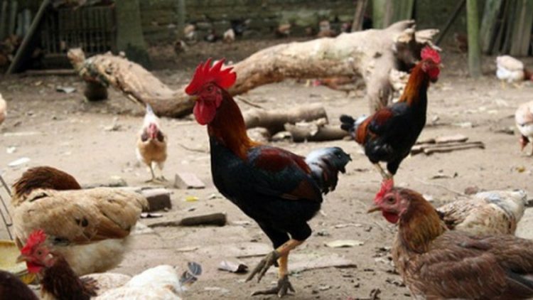 Gà mía nuôi không khó. Tuy nhiên, có nhiều loại gà hiện đang làm giả giống gà này.