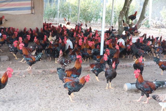 Gà mía là giống gà đặc biệt của Việt Nam, có hương vị thơm ngon.