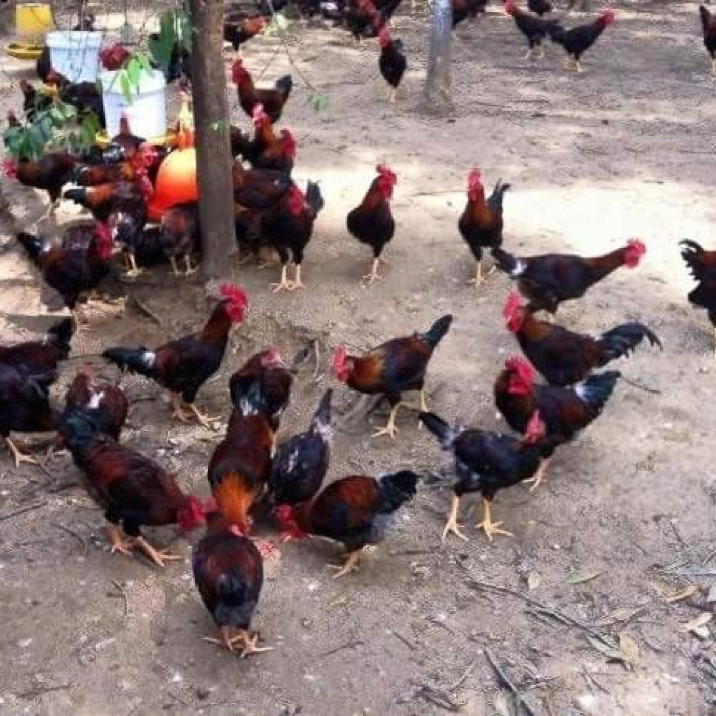 Giống gà mía, loại gà đặc sản của nội địa Việt Nam