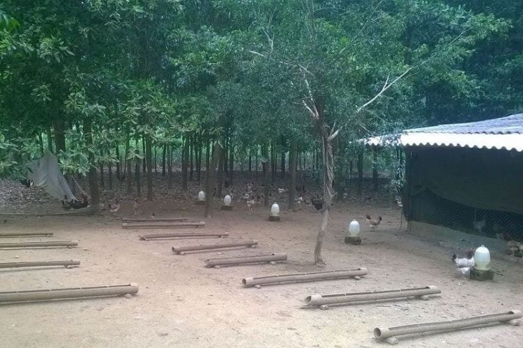 Làm chuồng nuôi đúng kỹ thuật