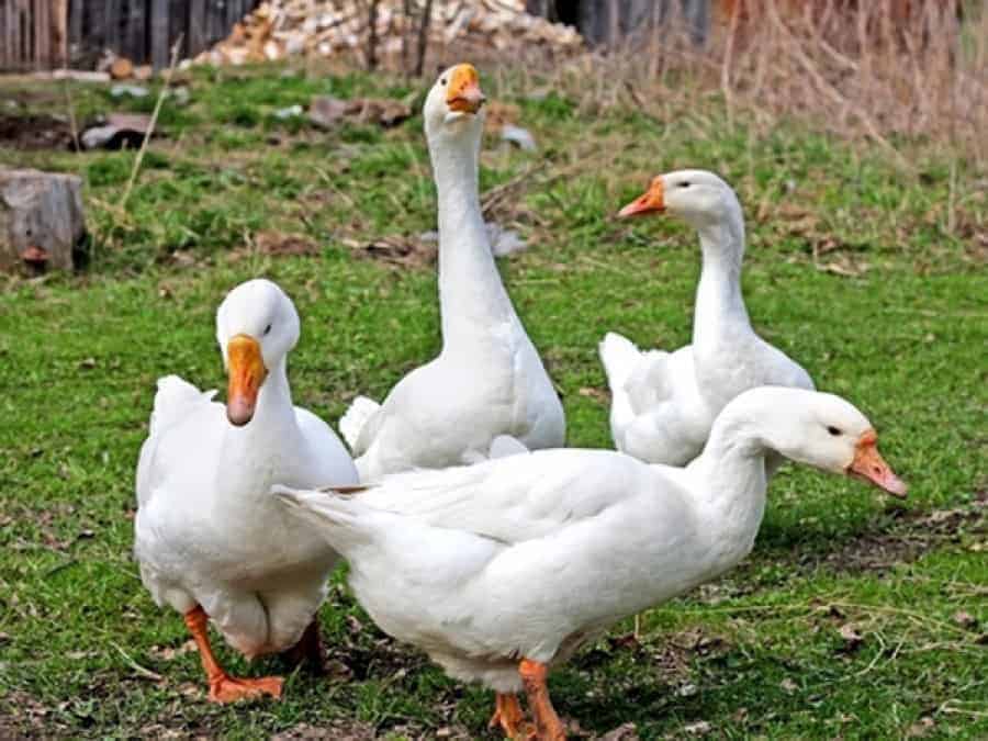 Hướng dẫn kỹ thuật nuôi ngỗng sinh sản hiệu quả cao