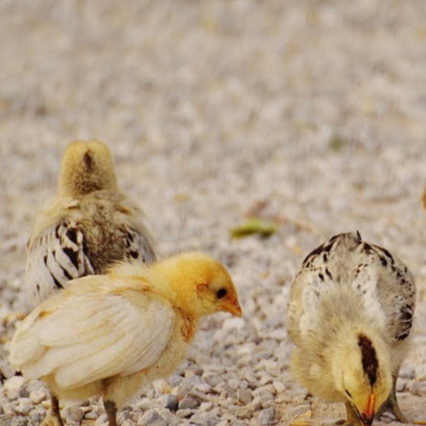 Hướng dẫn nhận biết triệu chứng và cách điều trị bệnh Gumboro ở gà