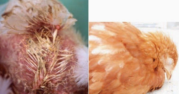 Cách điều trị bệnh Gumboro