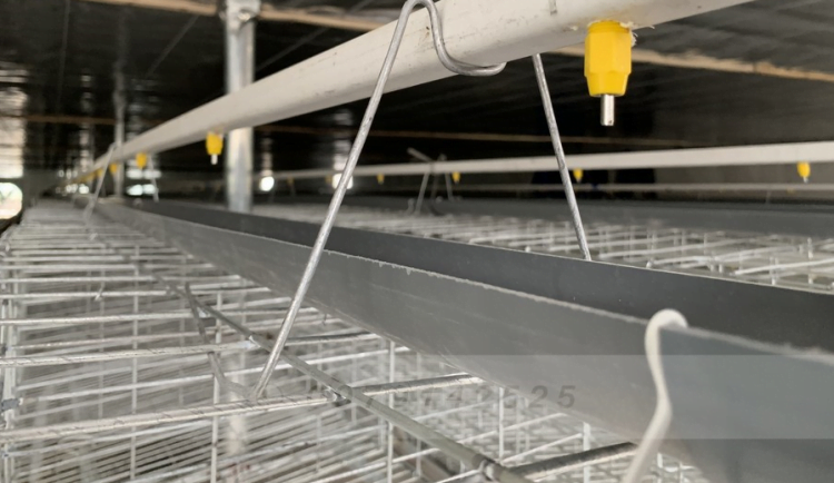 Đường dẫn nước trong nuôi gà thịt