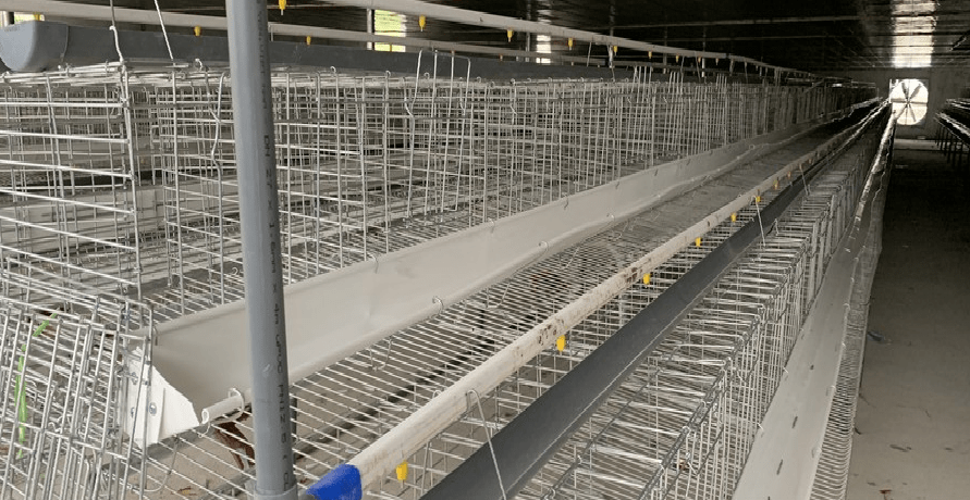 Hướng dẫn xử lý nước uống trong trang trại nuôi gà thịt