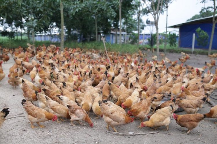 Các yếu tố ảnh hưởng đến chỉ số khối lượng tiêu thụ thức ăn trong chăn nuôi.