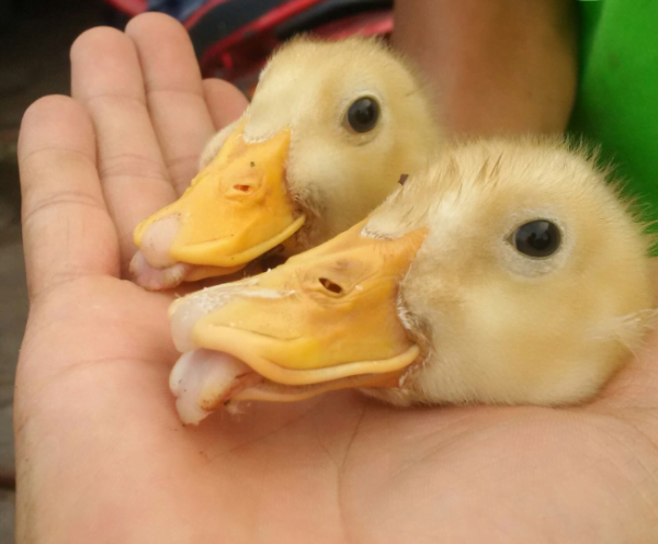 Bệnh rụt mỏ lây truyền qua đường nào?