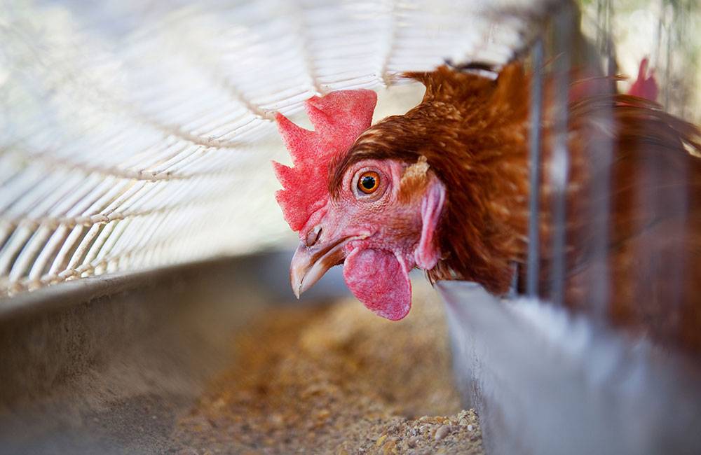 Kinh nghiệm chăn nuôi gà theo khẩu phần thức ăn