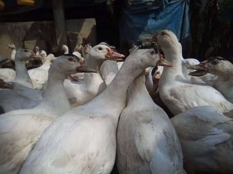 Kinh Nghiệm Chữa Các Bệnh Thường Gặp Ở Ngỗng Sư Tử