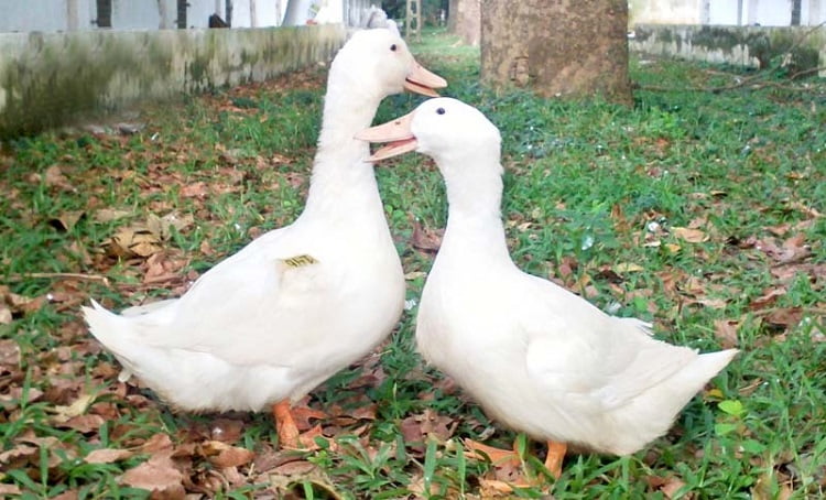 Kinh Nghiệm Nuôi Vịt SUPER M2 VÀ M2 (I) Hiệu Quả Nhất