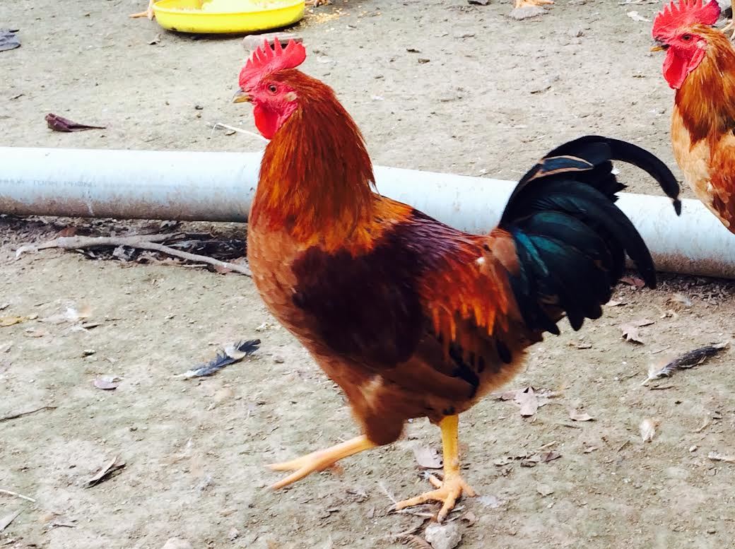 Kỹ thuật nuôi gà giò siêu thịt nhà nông nào cũng nên biết