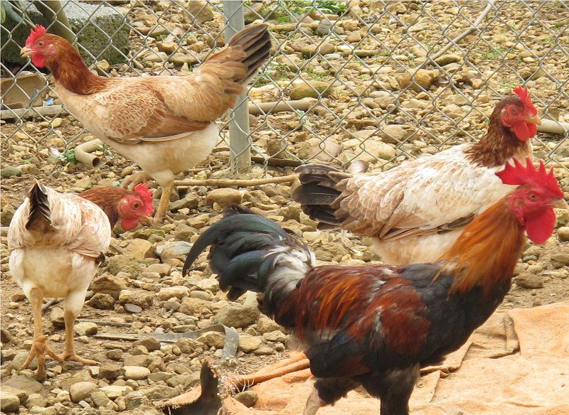 Kỹ thuật nuôi gà sinh sản hướng thịt vẫn cho trứng hiệu quả