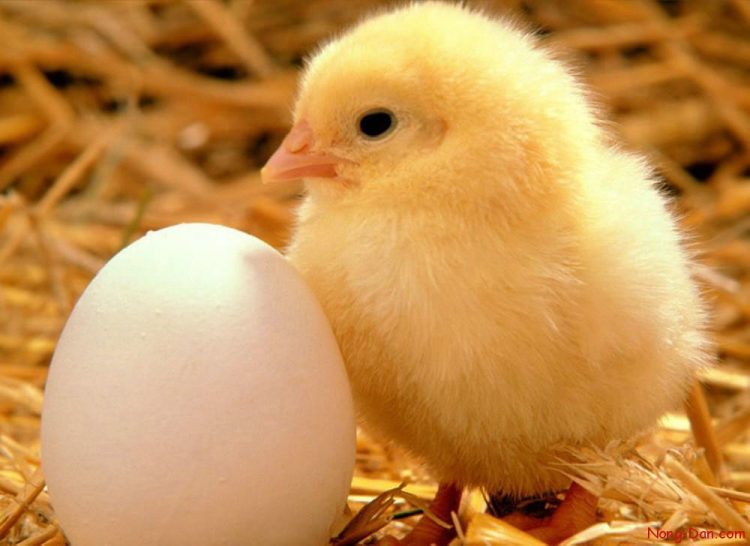 ga-sinh-san-huong-thit-3