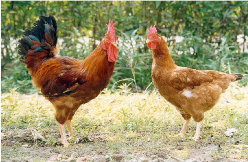 Kỹ thuật nuôi gà tàu vàng siêu thịt theo phương pháp thả vườn