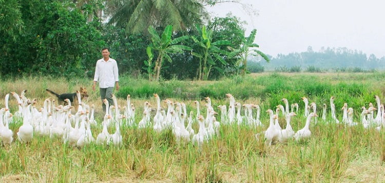 Kỹ Thuật Nuôi Ngỗng Thả Đồng Năng Suất Cao Hơn