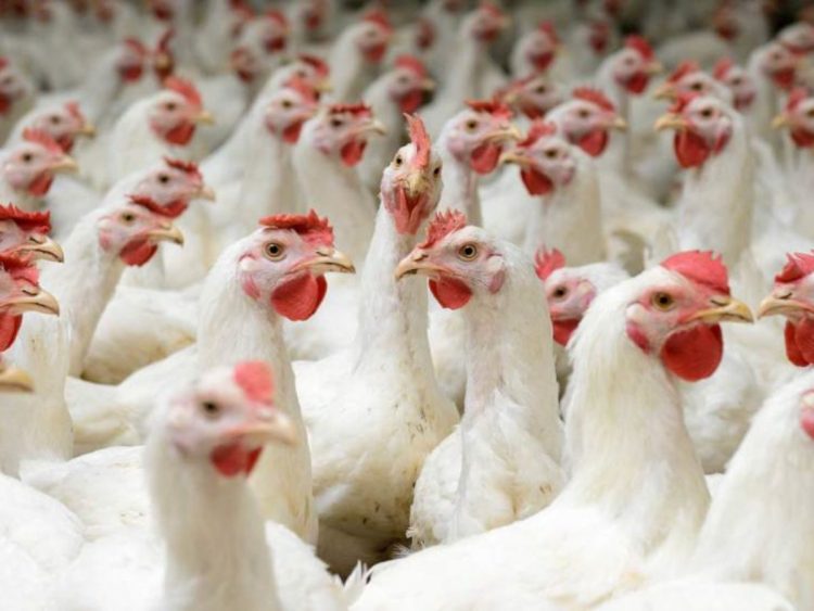 Kỹ thuật và quy trình chăn nuôi gà thịt thả vườn