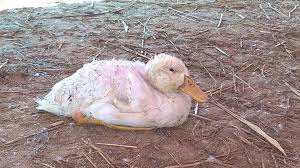 Đường lây bệnh bại huyết