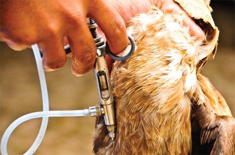 Phòng bệnh bại huyết trên ngan vịt