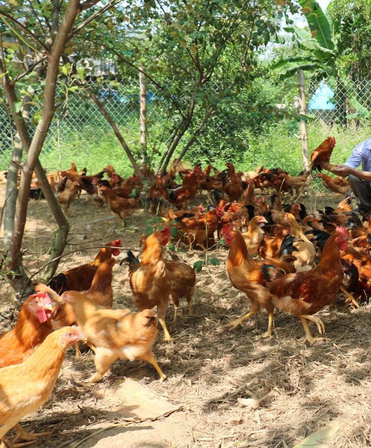 Làm thế nào để chăn nuôi gà thả vườn một cách hiệu quả?