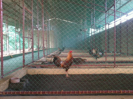 thong-thoang-chuong-trai-1