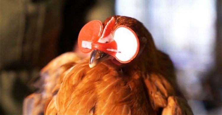 Nguyên nhân và cách khắc phục tình trạng gà mổ lông