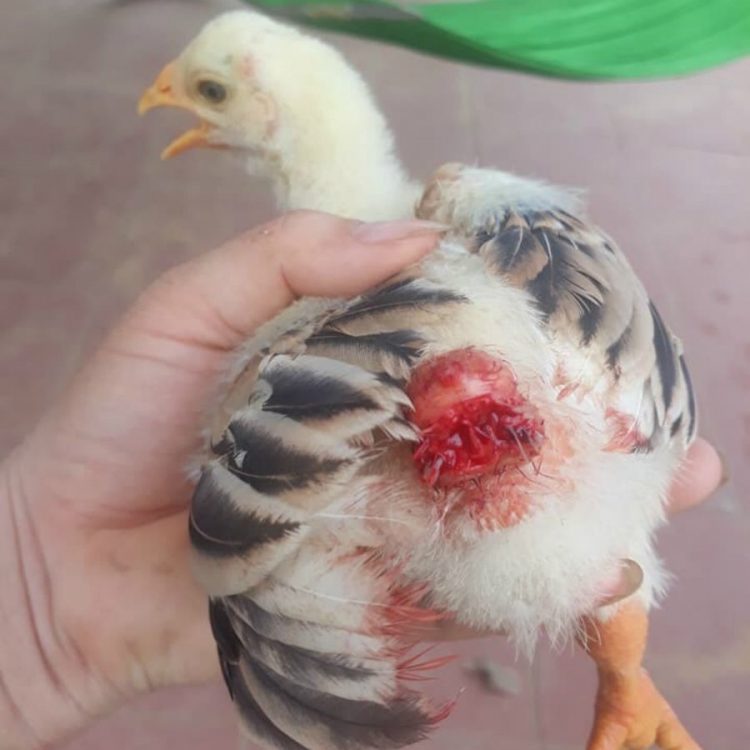 Nguyên nhân và cách khắc phục tình trạng gà mổ lông