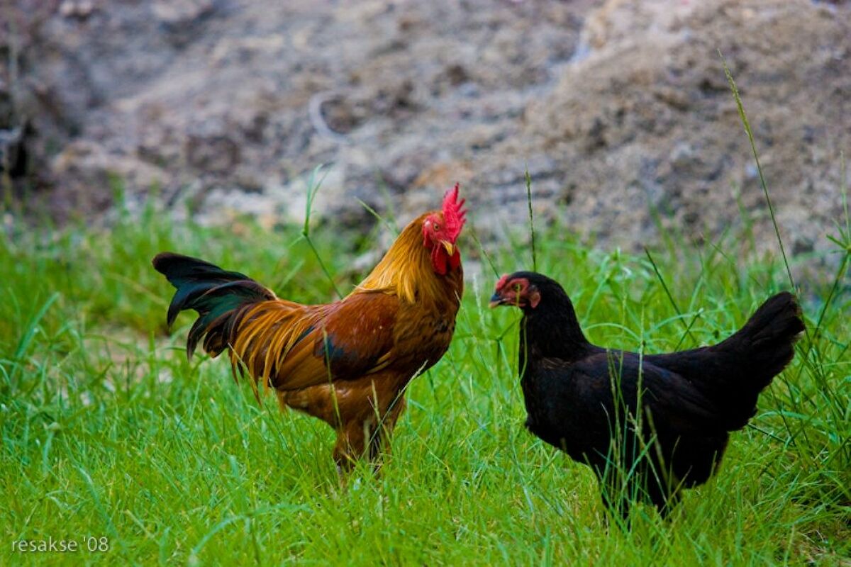 Nguyên tắc cơ bản khi chăn nuôi gà thương phẩm giống thịt