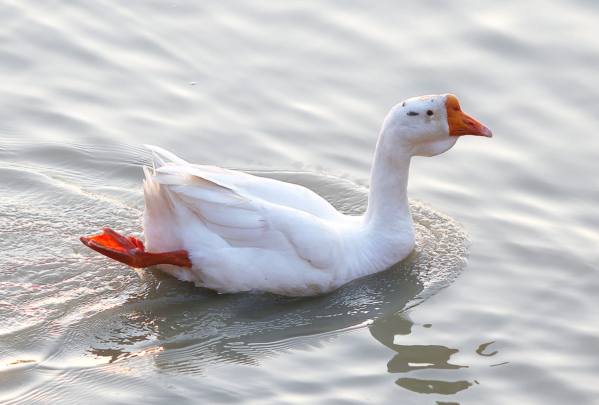 Nhận biết một số bệnh hay gặp ở ngỗng và kỹ thuật chăm sóc