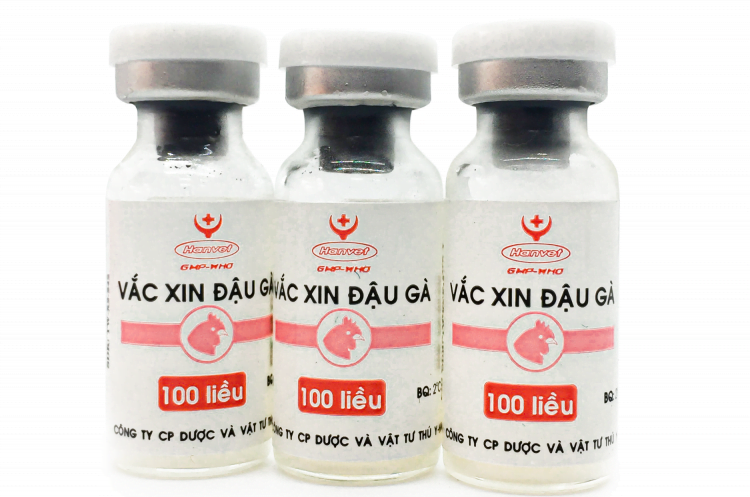 Những điều cần biết về việc tiêm chủng đậu cho gà