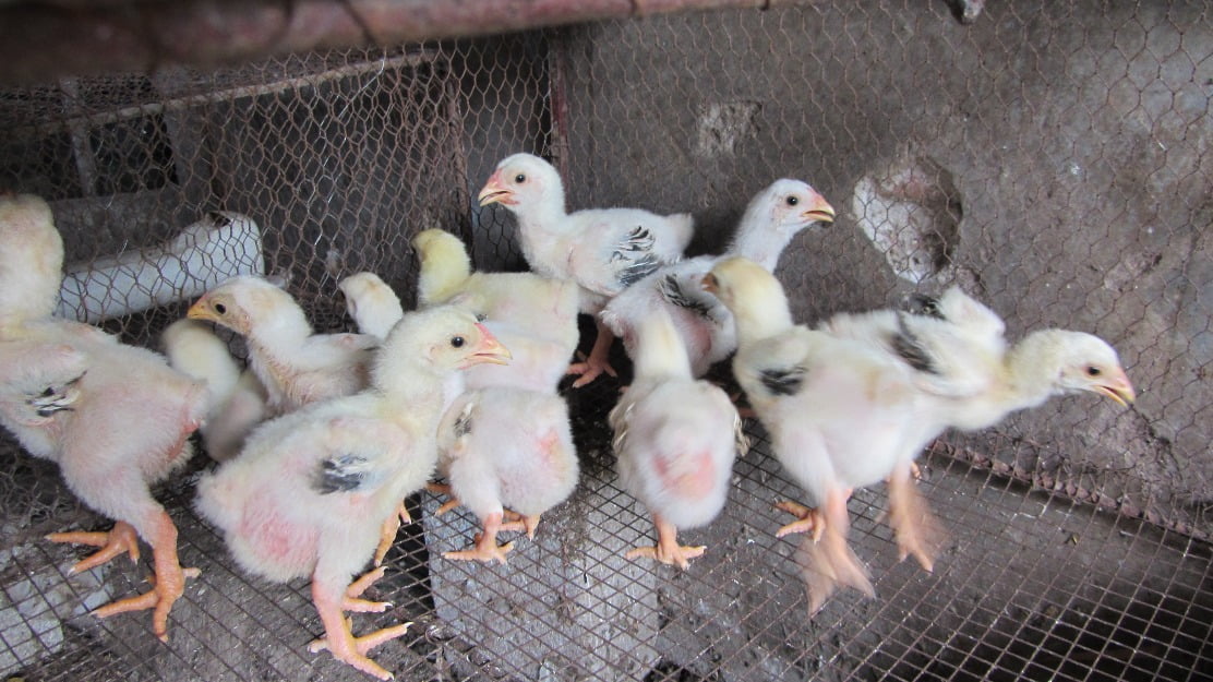 Những lưu ý giúp chăm sóc gà Đông Tảo con hiệu quả