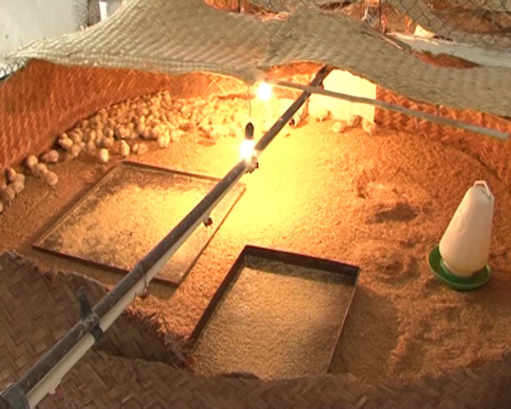 Những lưu ý giúp chăm sóc gà Đông Tảo con hiệu quả