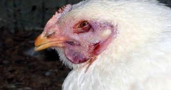 Nguyên nhân gây ra bệnh cúm gia cầm