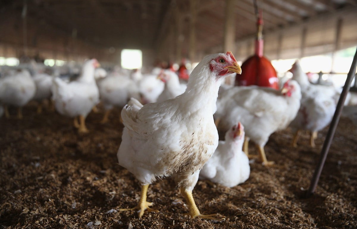 Phòng ngừa bệnh cúm gia cầm để giảm thiệt hại cho bà con