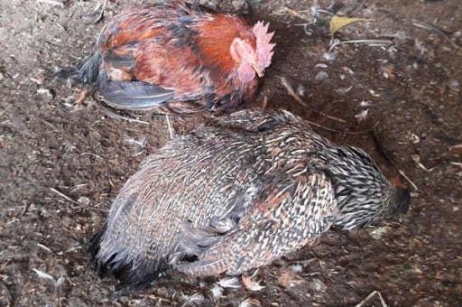 Các triệu chứng của bệnh cúm gia cầm